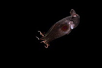 Vampire squid (Vampyroteuthis infernalis) portrait, found at depths over 500 metres, uniquely adapted to the oxygen minimum zone (OMZ) in the ocean. Its body is equipped with bioluminescent organs. Ob...