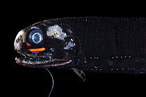 Smalltooth dragonfish (Pachystomias microdon) portrait, showing barbel and bioluminescence. One of the three deep-sea fish capable of producing red light bioluminescence. Pachystomias can produce and...