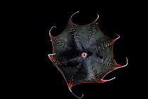 Vampire squid (Vampyroteuthis infernalis) portrait, found at depths over 500 metres, uniquely adapted to the oxygen minimum zone (OMZ) in the ocean. Its body is equipped with bioluminescent organs. Ob...