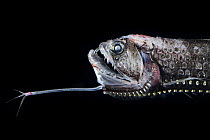 Scaly dragonfish (Stomias boa) head portrait, showing distinctive long barbel under the lower jaw, observed during RV Sonne, Cruise SO285, in the South Atlantic, specifically in the Benguela upwelling...
