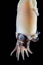 Ram's horn squid (Spirula spirula) portrait. This species has an internal, chambered, endogastrically coiled shell in the shape of an open planispiral. The shell functions to control buoyancy.  O...