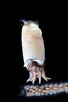 Ram's horn squid (Spirula spirula) portrait. This species has an internal, chambered, endogastrically coiled shell in the shape of an open planispiral. The shell functions to control buoyancy.  O...