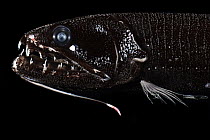 Barbeled dragonfish (Astronesthes caulophorus) portrait, showing bioluminescent barbel under its lower jaw and a luminous organ beneath the eye. A series of light organs runs along its lower body, emi...