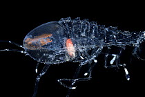 Deep sea amphipod (Cystisoma neptuni) portrait, showing transparent body, with the exception of the stomach and its compound eyes. The segments of its highly-specialised compound eyes collect rays of...