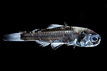 Mead's lanternfish (Diaphus meadi) portrait. Typically found at depths of 700 to 1,500 m during the day and 20 to 200 m at night. Observed during RV Sonne, Cruise SO285, South Atlantic, Benguela...