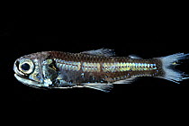 Hudson's lanternfish (Diaphus hudsoni) portrait, known for their bioluminescence, exhibiting a display of light through organs on their head, chest, and abdomen, complemented by reflective scales...