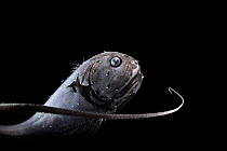 Globehead grenadier (Cetonurus globiceps) portrait, residing in the bathypelagic zone at depths of 1,000-4,000 m. It is characterized by a massive gelatinous head, a very short trunk, and a long, tape...
