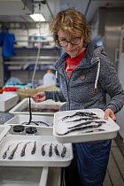 Marine biologist sorting fish by species and placing on ice. This ensures that their DNA remains intact for subsequent dissection in the laboratory and tissue collection for future DNA analysis. Obser...
