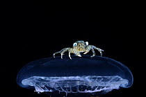 Brachyuran crab, megalopa larva stage, resting on top of a Jellyfish, observed during RV Sonne, Cruise SO285, South Atlantic, Benguela upwelling region off the coast of South Africa and Namibia. Capti...
