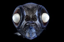 Bigscale deep sea smelt (Melanolagus bericoides) portrait, showing small mouth and specially adapted eyes with receptors consisting solely of light-sensitive rods and robust visual pigments, enable it...