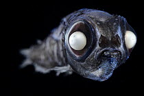 Bigscale deep sea smelt (Melanolagus bericoides) portrait, showing small mouth and specially adapted eyes with receptors consisting solely of light-sensitive rods and robust visual pigments, enable it...