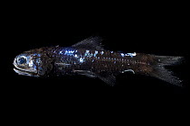 Lanternfish (Lampadena pontifex) portrait. Typically found at depths of 700 to 1,500 m during the day and 20 to 200 m (70 to 660 ft) at night. Observed during RV Sonne, Cruise SO285, South Atlantic, B...