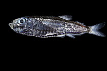 Deep-sea hatchetfish (Maurolicus walvisensis) portrait, showing bioluminescent organs along the underside of its body. These fish inhabit the mesopelagic zone of the open sea, typically at depths of 1...