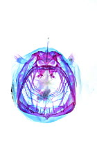 Johnson's abyssal seadevil (Melanocetus johnsonii) portrait, cleared and stained by scientists, showing cartilage in blue and bones in red. Clearly visible in this picture are the pharyngeal jaws...