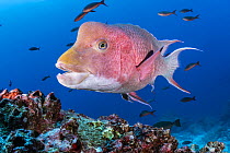 Mexican hogfish (Bodianus diplotaenia) male, with Pacific creolefish (Paranthias colonus) behind, swimming over reef, Darwin Island, Galapagos Island, Pacific Ocean.