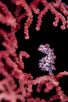 Pygmy seahorse (Hippocampus bargibanti) among a Sea fan (Muricella sp.) on a coral reef, Bitung, North Sulawesi, Indonesia. Lembeh Strait, Molucca Sea.