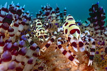 Coleman shrimps (Periclimenes colemani) pair, female on right, camouflaged in their Fire urchin (Asthenosoma varium) home, Batangas marine protected area, Luzon, Philippines. Verde Island Passages, Pa...