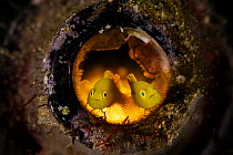 Pygmy lemon gobies (Lubricogobius exiguus) pair, guarding their home in a glass bottle, Batangas marine protected area, Luzon, Philippines, Verde Island Passages, Pacific Ocean.
