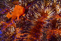 Orange painted frogfish (Antennarius pictus) resting between the venemous spines of a Fire urchin (Asthenosoma varium), Batangas marine protected area, Luzon, Philippines. Verde Island Passages, Pacif...