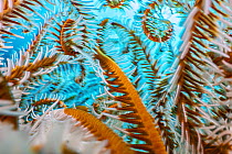 Close up showing the colours and textures of the curling arms of a Crinoid on a coral reef, Anilao, Batangas marine protected area, Luzon, Philippines, Pacific Ocean.