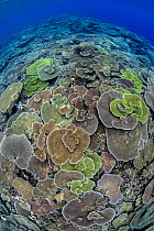 Looking down at the top of a submerged reef covered in corals (Acropora spp. and  Pocillopora sp.), Fathers Reef, Lolobau Island, Papua New Guinea. Bismark Sea, Pacific Ocean.