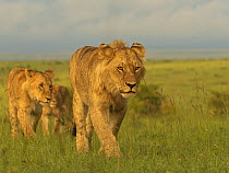 Three Lions (Panthera Leo) female, walking over grassland, Masai Mara, Kenya.