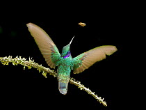 Sparkling violetear hummingbird (Colibri coruscans) perched on branch, reaching up to catch a bee, Cloud forest, Ecuador.