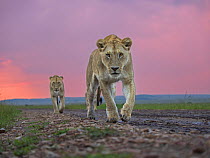 Three Lions (Panthera Leo) female, walking along track at sunset, Masai Mara, Kenya.