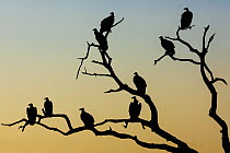 White-backed vultures (Gyps africanus) flock perched in tree, silhouetted at sunrise, Mashatu game reserve, Botswana. Critically endangered.