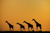 Four Giraffes (Giraffa camelopardalis) walking in a line, silhouetted at sunset, Chobe National Park, Botswana.