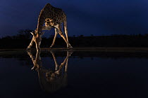 Giraffe (Giraffa camelopardalis) drinking at waterhole at night, Zimanga game reserve, KwaZulu Natal, South Africa.