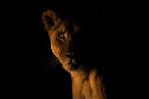 Lioness (Panthera leo) at night, head portrait, Zimanga private game reserve, KwaZulu-Natal, South Africa.
