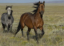 Wild Bay stallion leading his grey mare across grassland, Lost Creek, Wyoming, USA. July.