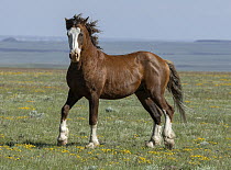 Wild curly stallion posturing, portrait, Salt Wells Creek, Wyoming, USA. June.