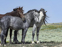 Three wild stallions, two greys and a sorrel, standing in a group, Lost Creek, Wyoming, USA. July.