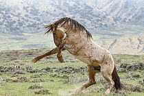 A wild red roan stallion rearing up as another stallion approaches, Salt Wells Creek, Wyoming, USA. May.
