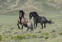 Two wild stallions fighting, a bay roan and a black stallion, Salt Wells Creek, Wyoming, USA. June.