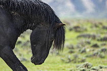 A wild black curly stallion bowing his head, posturing at another stallion, Salt Wells Creek, Wyoming, USA. May.