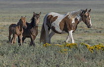 A wild pinto mare with her blanket appaloosa yearling and buckskin filly, walking over grassland, Lost Creek, Wyoming, USA. August.