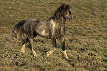 A wild grey pinto stallion trotting over grassland, Green Mountain, Wyoming, USA. May.