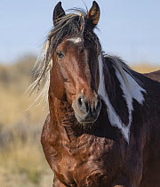 Pinto stallion, portrait, McCullough Peaks, Wyoming, USA. October.