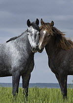 Two wild horses, sibling fillies, nuzzling, Lost Creek, Wyoming, USA. June.