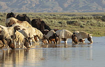 Two family herds of wild horses drinking at waterhole, McCullough peaks, Wyoming, USA. July.