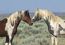 Two wild stallions standing nose to nose, the older pinto on the left is the band stallion, McCullough peaks, Wyoming, USA. July.
