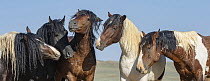 Five wild stallions interacting, portrait, McCullough Peaks, Wyoming, USA. July.