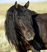 A wild black mare, head portrait, McCullough Peaks, Wyoming, USA. July.