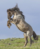 A wild red roan stallion rearing up as a rival approaches, Salt Wells Creek, Wyoming, USA. June.