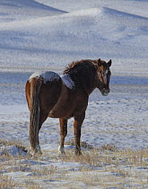 A wild sorrel stallion looking back on snow-covered landscape, Green Mountain, Wyoming, USA. January.
