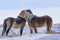 Two wild stallions, one a brown curly and the other a sorrel, mutual grooming on snow-covered grassland, Salt Wells Creek, Wyoming, USA. January.