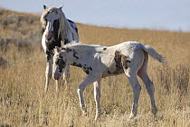 A wild pinto stallion with his foal in grassland, McCullough Peaks, Wyoming, USA. October.